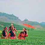 3 reasons why Moc Chau is a travel option near Hanoi
